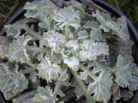 Campanula topaliana ssp delphica